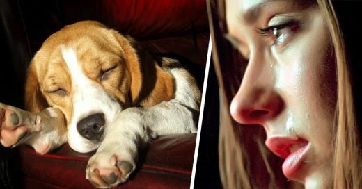 Quieres saber qué sueñan los perros mientras duermen, la respuesta ha conmovido al mundo
