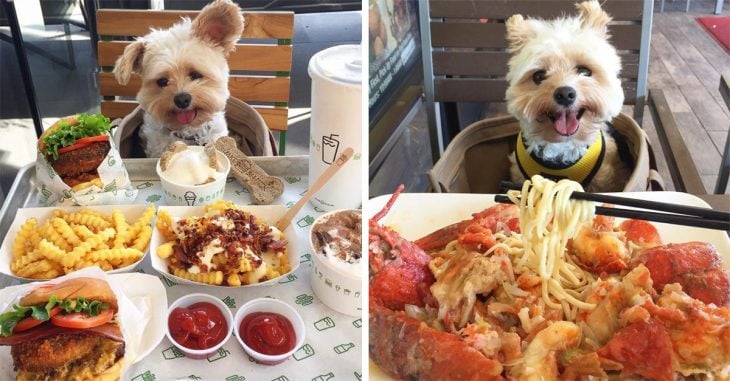 Este adorable perro callejero sobrevivió comiendo sobras y ahora visita los mejores lugares gourmet