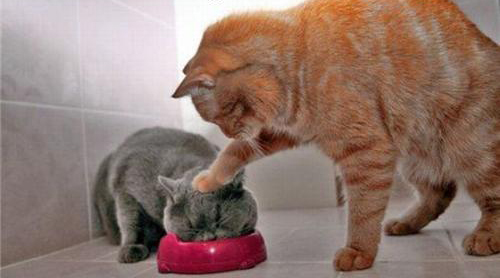 Foto de un gato empujándole la cabeza al otro al plato. 
