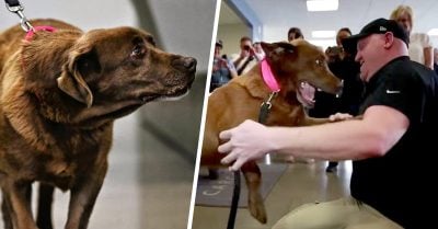 Este sargento se reencuentra con su compañera de guerra dos años después y es los más conmovedor