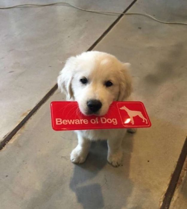 Perro sosteniendo un letrero. 