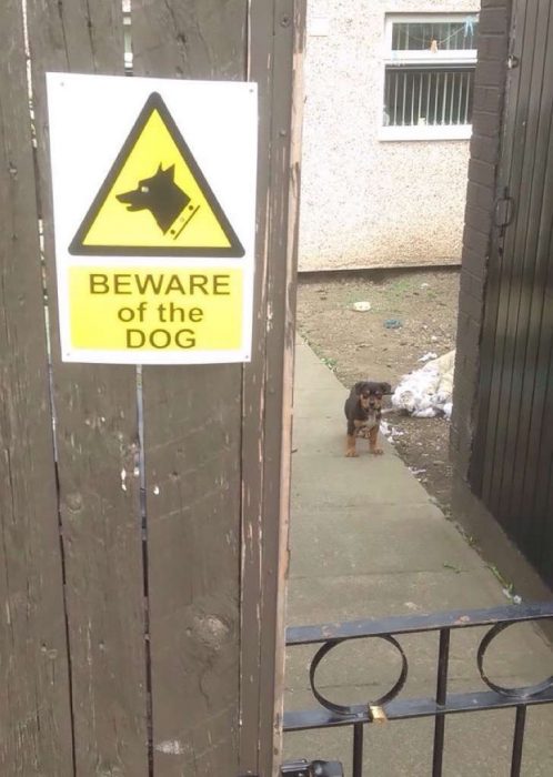 Perro mirando hacia la calle. 