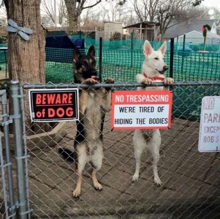 Perro asomándose por la rejilla. 