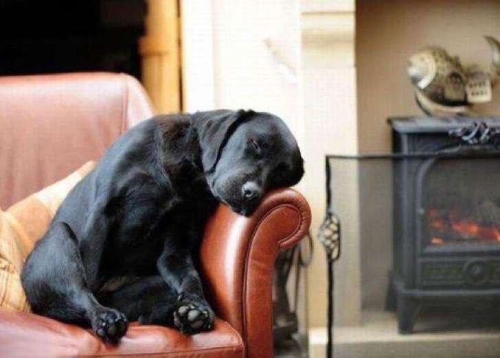 Perro durmiendo en el descansa brazos de un sillón. 