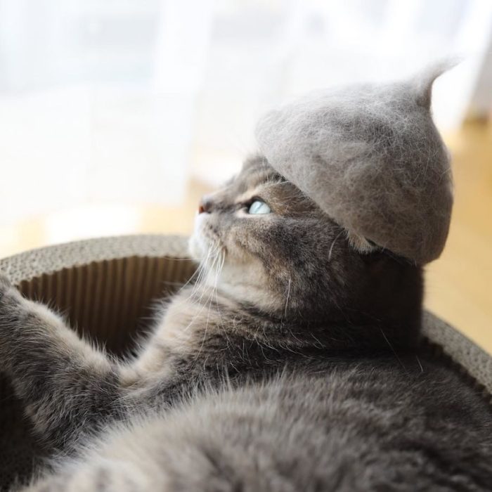 gato gris con sombrero de pelaje gris 