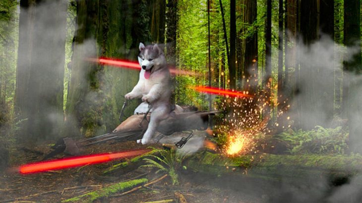 perro sobre nave de star wars 