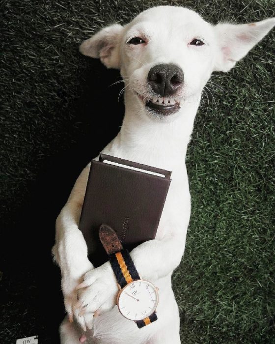 Perro con agenda y reloj. 