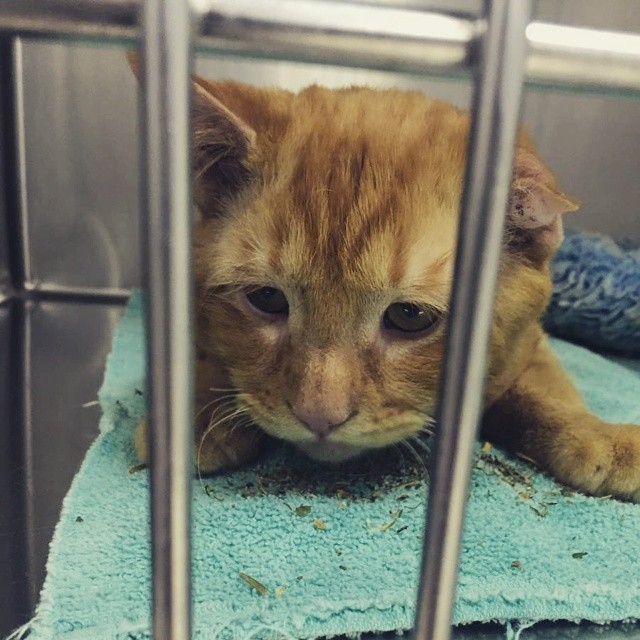 gato naranja en una jaula 