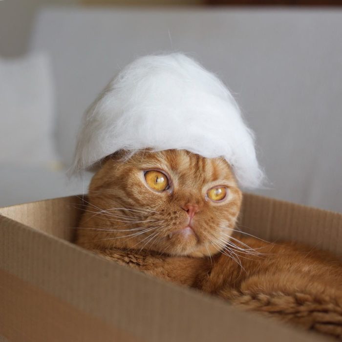 gato naranja con sombrero blanco 