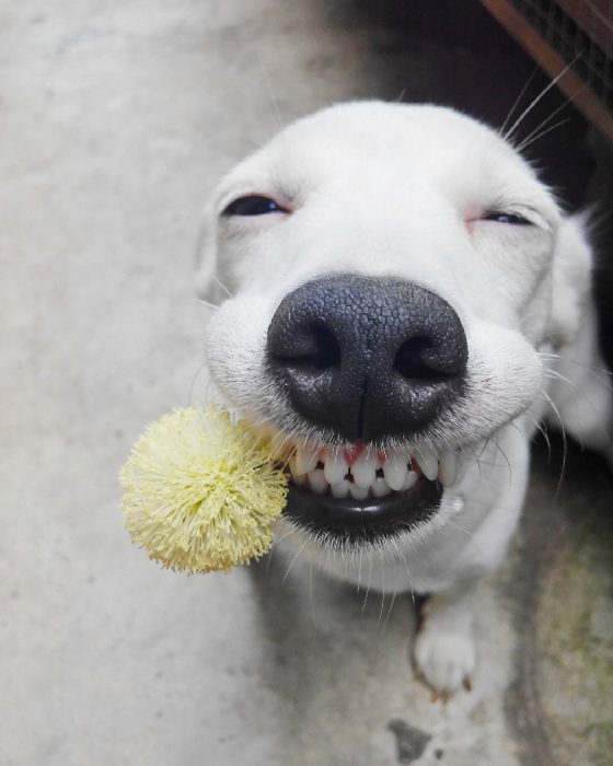 perro sonriendo con una bola de peluche en la boca. 