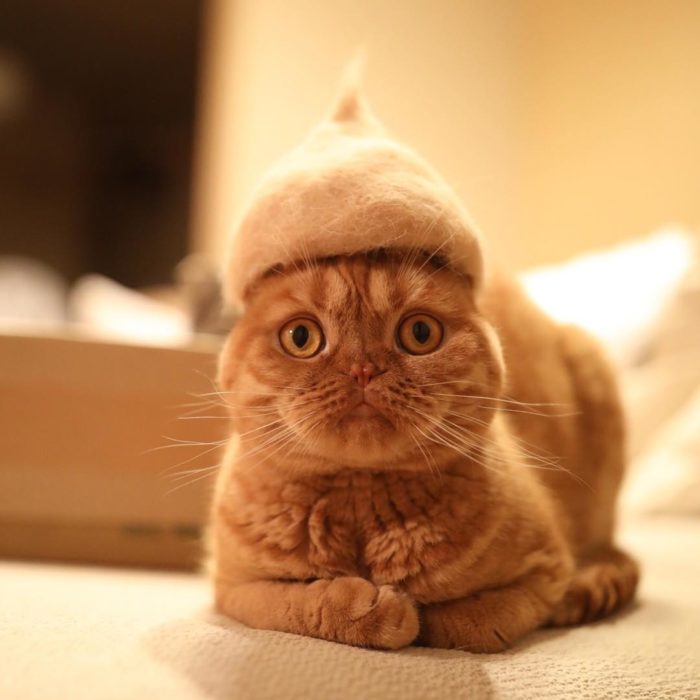 gato naranja con sombrero de pelo 