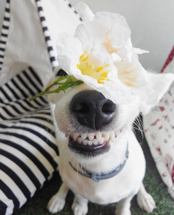 Perro con una flor en la cabeza. 