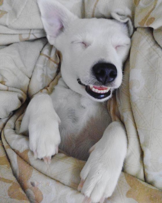 Perro acostado sonriendo. 