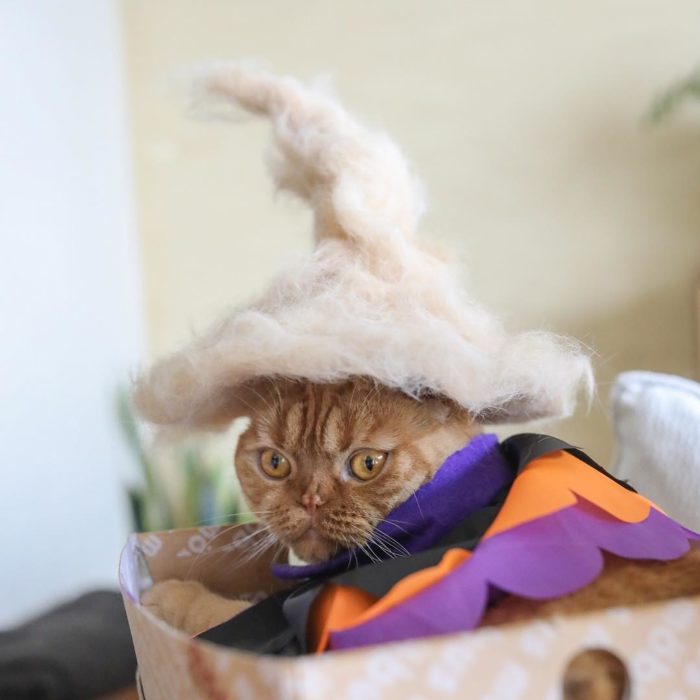 gato naranja con sombrero de pelo 