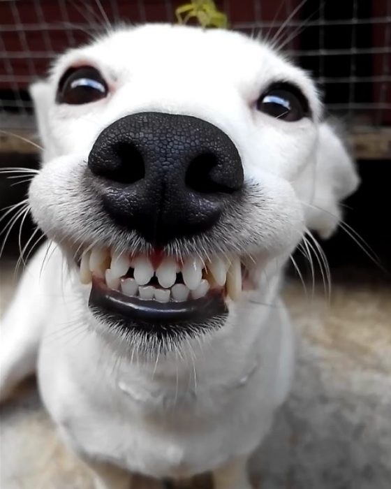 Perro sonriendo. 