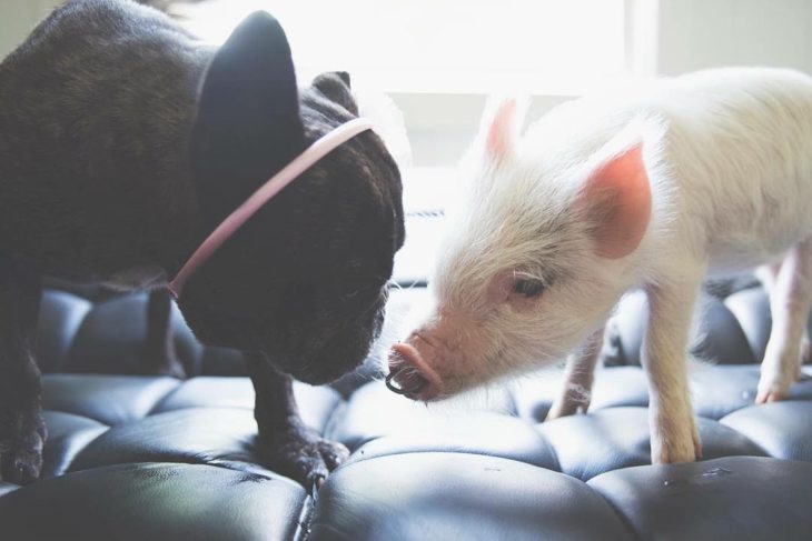 pequeño cerdo al lado de un perro negro 