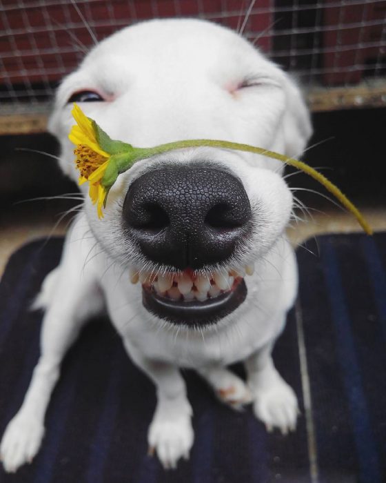 Perro sonriendo con una flor en el hocico. 