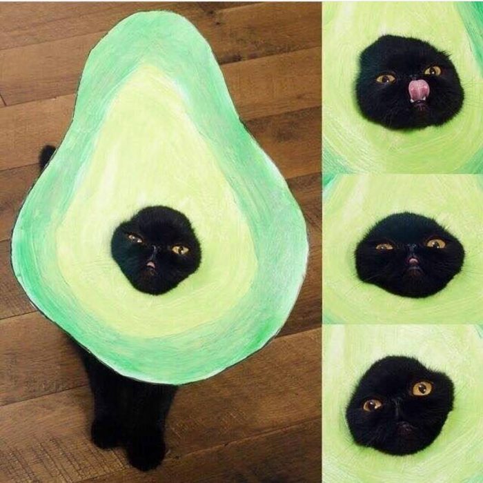 gato con disfraz de aguacate 