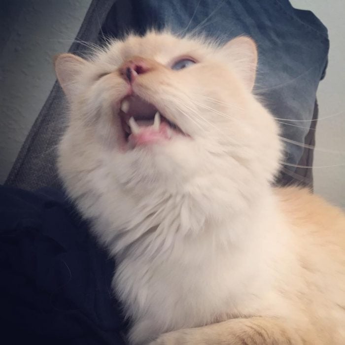 gato blanco estornudando 