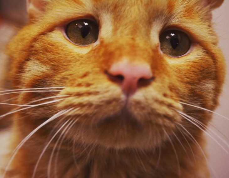 gato naranja con mirada triste 