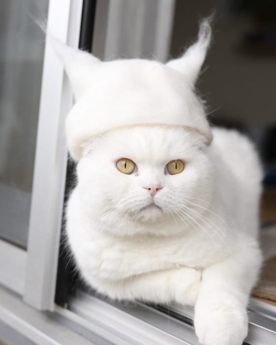 gato blanco con gorro blanco 