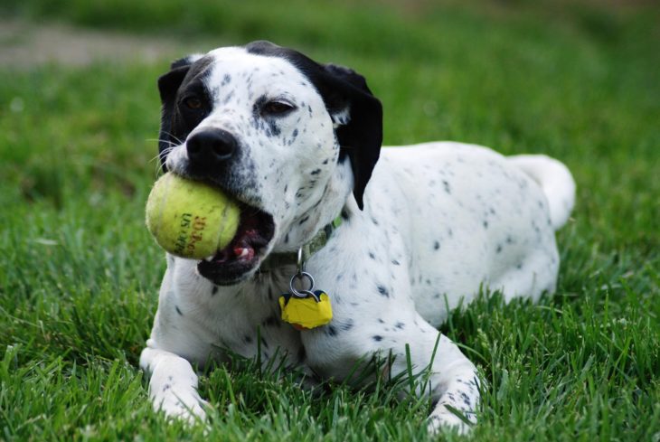 perro jugando