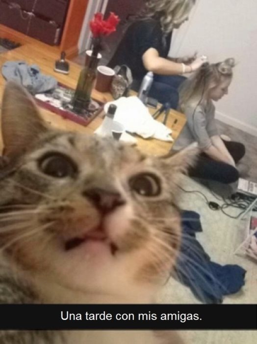 selfie de gato