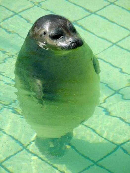 Foca en una alberca gigante. 