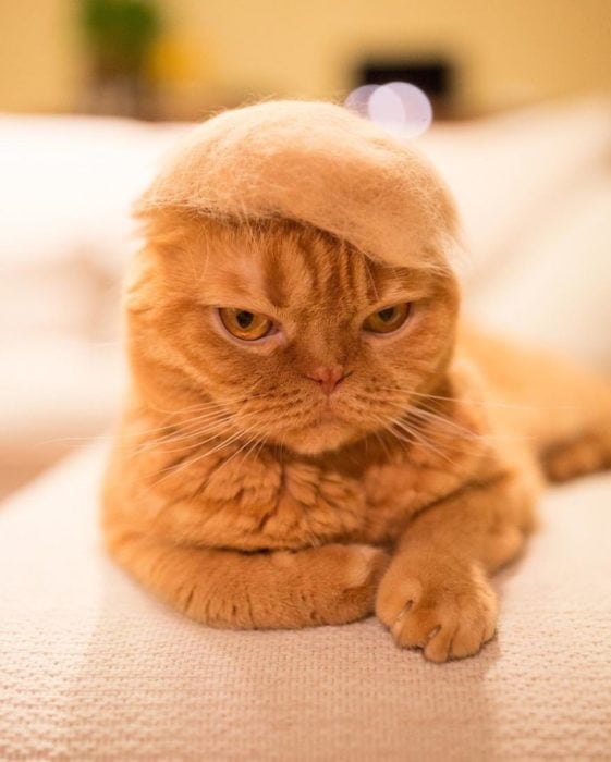 gato naranja con sombrero de pelo 