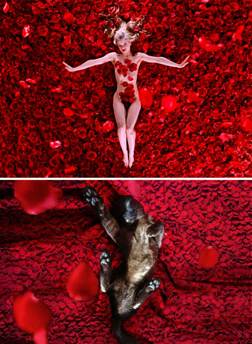 escena de American beauty vs escena recreada con un gato