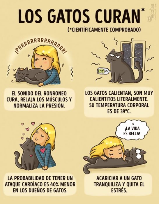 Cómic gato en casa, beneficios de tener un gato 