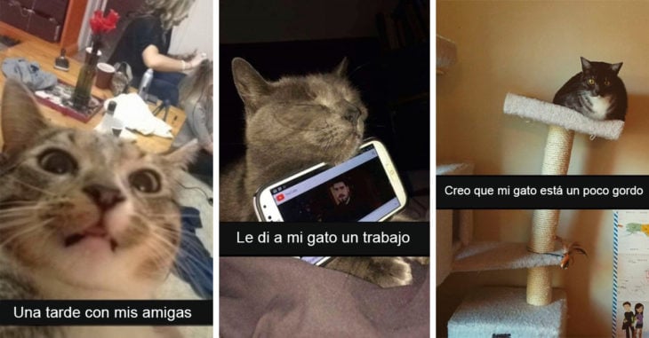 25 divertidos snapchats de gatos con los que maullarás de risa
