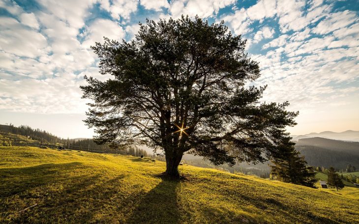 Árbol celta