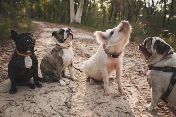 cerdito al lado de tres perros 