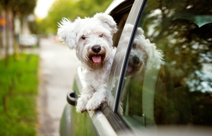 Perro al aire