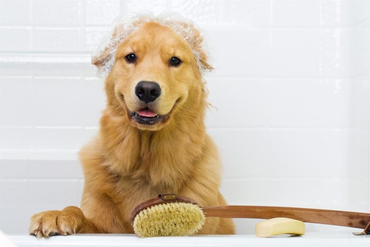 Perro bañado