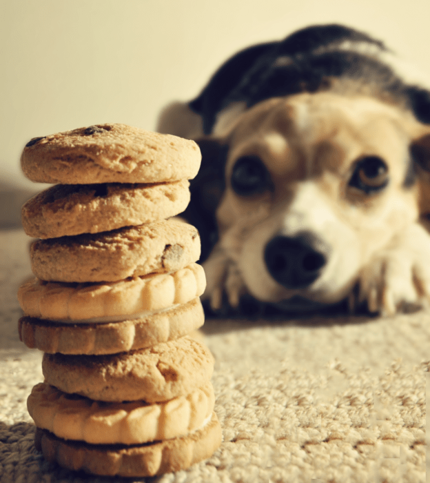 Perro comiendo