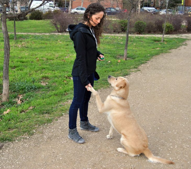 Perro entrenado