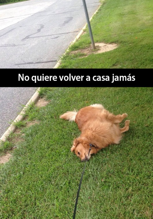 Snapchat de un perro recostado en el pasto 