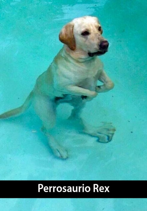 Snapchat de un perro dentro de una piscina imitando a un dinosaurio