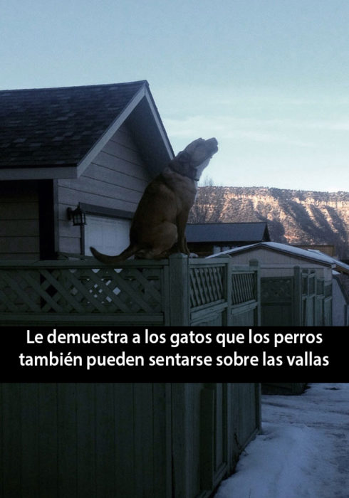 Snapchat de un perro aullando mientras está senstado en una valla