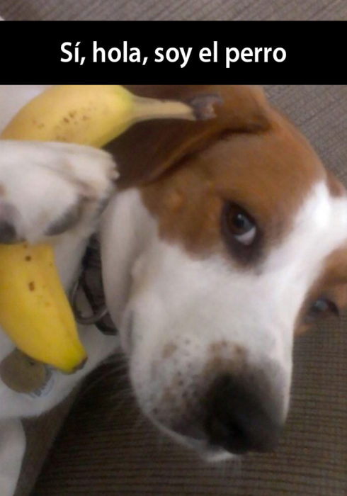 Snapchat de un perro hablando con una banana