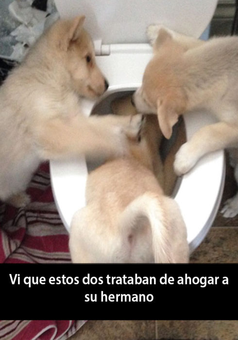 Snapchat de un perro siendo ahogado por otros dos 