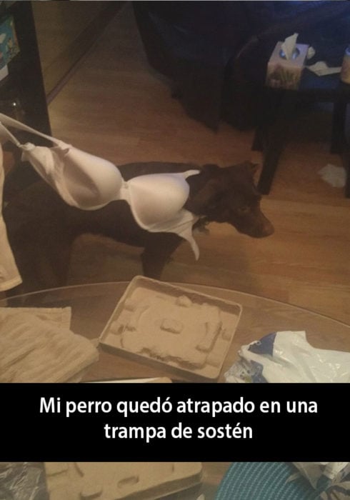 Snapchat de un perro atrapado en un sostén