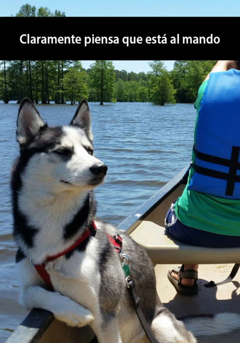 Snapchat de un perro dentro de una canoa observando a su dueño 