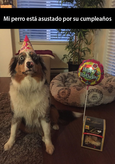 Snapchat de un perro celebrando su cumpleaños