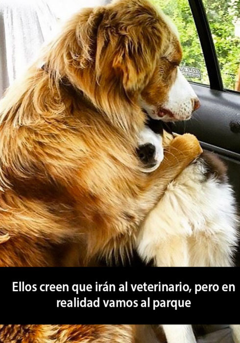 Snapchat de un perro abrazando a otro dentro de un carro 