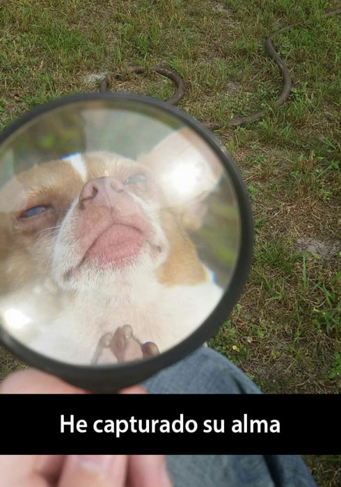 Snapchat de un perro con una lupa delante de su cara 