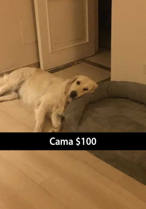 Snapchat de un perro recostado a un lado de su cama 