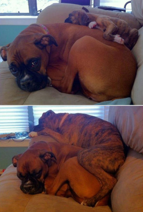 perros dormidos antes y después 